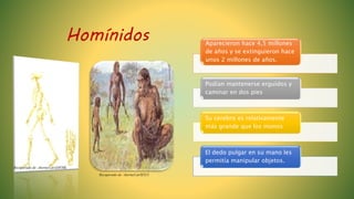 Homínidos Aparecieron hace 4,5 millones
de años y se extinguieron hace
unos 2 millones de años.
Podían mantenerse erguidos y
caminar en dos pies
Su cerebro es relativamente
más grande que los monos
El dedo pulgar en su mano les
permitía manipular objetos.
Recuperado de: shorturl.at/lES15
Recuperado de: shorturl.at/xDFHK
 