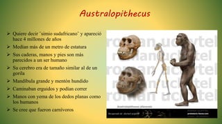 Australopithecus
 Quiere decir ¨simio sudafricano¨ y apareció
hace 4 millones de años
 Medían más de un metro de estatura
 Sus caderas, manos y pies son más
parecidos a un ser humano
 Su cerebro era de tamaño similar al de un
gorila
 Mandíbula grande y mentón hundido
 Caminaban erguidos y podían correr
 Manos con yema de los dedos planas como
los humanos
 Se cree que fueron carnívoros
Recuperado de: shorturl.at/gtIJW
 