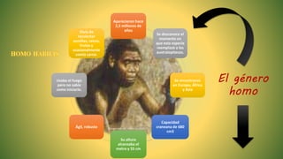 Aparecieron hace
2,5 millones de
años
Se desconoce el
momento en
que esta especie
reemplazó a los
australopitecos.
Se encontraron
en Europa, África
y Asia
Capacidad
craneana de 680
cm3
Su altura
alcanzaba el
metro y 55 cm
Ágil, robusto
Usaba el fuego
pero no sabía
como iniciarlo.
Vivía de
recolectar
semillas, raíces,
frutos y
ocasionalmente
comía carne.
El género
homo
Recuperado de: shorturl.at/irNZ9
 