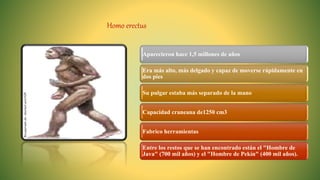Aparecieron hace 1,5 millones de años
Era más alto, más delgado y capaz de moverse rápidamente en
dos pies
Su pulgar estaba más separado de la mano
Capacidad craneana de1250 cm3
Fabrico herramientas
Entre los restos que se han encontrado están el "Hombre de
Java" (700 mil años) y el "Hombre de Pekín" (400 mil años).
Homo erectus
Recuperado
de:
shorturl.at/irNZ9
 