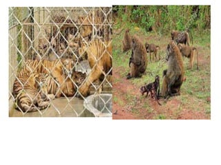 Presentación examenes