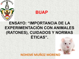 BUAP

  ENSAYO: “IMPORTANCIA DE LA
EXPERIMENTACIÓN CON ANIMALES
(RATONES), CUIDADOS Y NORMAS
            ÉTICAS”.



      NOHEMÍ MUÑOZ MORENO
 