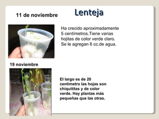 11 de noviembre Ha crecido aproximadamente 5 centímetros.Tiene varias hojitas de color verde claro. Se le agregan 6 cc.de agua. 19 noviembre El largo es de 20 centímetro las hojas son chiquititas y de color verde. Hay plantas más pequeñas que las otras. Lenteja 