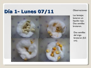 Día 1- Lunes 07/11 Las lentejas botaron un líquido rojo. Dos semillas brotaron. Dos semillas del trigo brotaron (0,5 cm). Observaciones: 