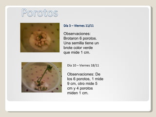 Observaciones: Brotaron 6 porotos. Una semilla tiene un brote color verde que mide 1 cm. Día 3 – Viernes 11/11 Día 10 – Viernes 18/11 Observaciones: De los 6 porotos, 1 mide 9 cm, otro mide 5 cm y 4 porotos miden 1 cm.  