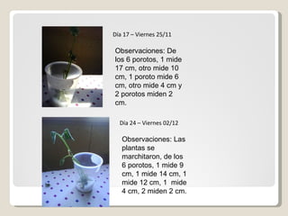 Día 17 – Viernes 25/11 Observaciones: De los 6 porotos, 1 mide 17 cm, otro mide 10 cm, 1 poroto mide 6 cm, otro mide 4 cm y 2 porotos miden 2 cm. Día 24 – Viernes 02/12 Observaciones: Las plantas se marchitaron, de los 6 porotos, 1 mide 9 cm, 1 mide 14 cm, 1 mide 12 cm, 1  mide 4 cm, 2 miden 2 cm. 