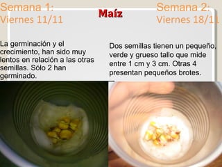 Maíz Semana 1 : Viernes 11/11 Semana 2 : Viernes 18/11 La germinación y el crecimiento, han sido muy lentos en relación a las otras semillas. Sólo 2 han germinado. Dos semillas tienen un pequeño, verde y grueso tallo que mide entre 1 cm y 3 cm. Otras 4 presentan pequeños brotes. 