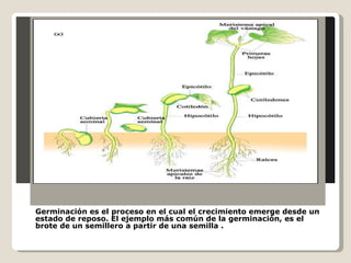 Germinación es el proceso en el cual el crecimiento emerge desde un estado de reposo. El ejemplo más común de la germinación, es el brote de un semillero a partir de una semilla . 