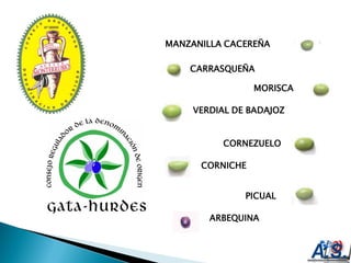 MANZANILLA CACEREÑA

    CARRASQUEÑA

                 MORISCA

     VERDIAL DE BADAJOZ


          CORNEZUELO

      CORNICHE


               PICUAL

        ARBEQUINA
 