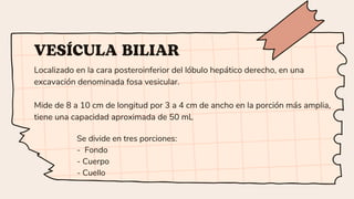 Localizado en la cara posteroinferior del lóbulo hepático derecho, en una
excavación denominada fosa vesicular.
Mide de 8 a 10 cm de longitud por 3 a 4 cm de ancho en la porción más amplia,
tiene una capacidad aproximada de 50 mL
VESÍCULA BILIAR
Se divide en tres porciones:
- Fondo
- Cuerpo
- Cuello
 