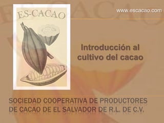 SOCIEDAD COOPERATIVA DE PRODUCTORES
DE CACAO DE EL SALVADOR DE R.L. DE C.V.
Introducción al
cultivo del cacao
www.escacao.com
 