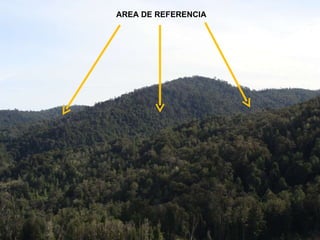 AREA DE REFERENCIA 