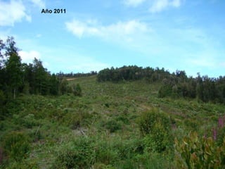 Año 2008 Año 2009 Año 2011 