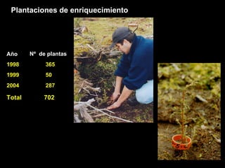 Plantaciones de enriquecimiento 1998 365 1999 50 2004 287 Total  702 Año Nº  de plantas 