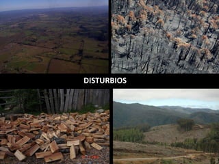 DISTURBIOS  