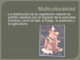  La distribución de la vegetación natural ha 
sufrido cambios por el impacto de la actividad 
humana, como la tala, el fuego, el pastoreo y 
la agricultura. 
 
