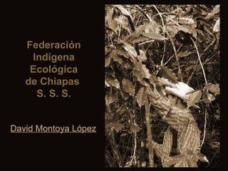Federación Indígena Ecológica de Chiapas  S. S. S. David Montoya López 