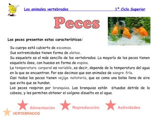 masticar bien la hierba. Encontramos el hipopótamo, la gacela, el ciervo... Omnívoros :  comen toda clase de alimentos ya sea  animales  o  plantas . Encontramos la 