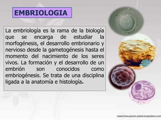 EMBRIOLOGIA

La embriología es la rama de la biología
que se encarga de estudiar la
morfogénesis, el desarrollo embrionario y
nervioso desde la gametogénesis hasta el
momento del nacimiento de los seres
vivos. La formación y el desarrollo de un
embrión       son     conocidos     como
embriogénesis. Se trata de una disciplina
ligada a la anatomía e histología.
 
