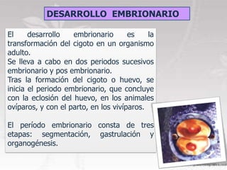 DESARROLLO EMBRIONARIO

El     desarrollo   embrionario       es    la
transformación del cigoto en un organismo
adulto.
Se lleva a cabo en dos periodos sucesivos
embrionario y pos embrionario.
Tras la formación del cigoto o huevo, se
inicia el periodo embrionario, que concluye
con la eclosión del huevo, en los animales
ovíparos, y con el parto, en los vivíparos.

El período embrionario consta de tres
etapas: segmentación, gastrulación y
organogénesis.
 