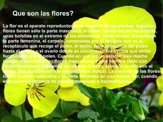 Que son las flores?
La flor es el aparato reproductor de la mayoría de las plantas. Algunas
flores tienen sólo la parte masculina, el polen, contenido en las anteras,
unas bolsitas en el extremo de los estambres. Otras portan únicamente
la parte femenina, el carpelo, compuesto por el estigma que es el
receptáculo que recoge el polen, el estilo, tubo conductor del polen
hasta el ovario y el ovario donde se encuentran los óvulos que serán
fecundados por el polen. Cuando en una planta existen pies macho
(donde únicamente hay flores masculinas) y pies hembra (sólo con
flores femeninas) hablamos de plantas dioicas, ejemplo de ello son el
acebo (Ilex aquifolium) o la ortiga (Urtica dioica). La mayoría de las flores
tienen la parte masculina y la parte femenina en una misma flor, cuando
esto ocurre hablamos de plantas monoicas o hermafroditas..
 