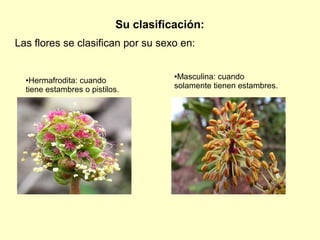Su clasificación:
Las flores se clasifican por su sexo en:
●Hermafrodita: cuando
tiene estambres o pistilos.
●Masculina: cuando
solamente tienen estambres.
 