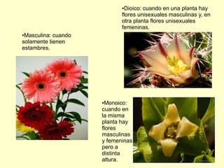 ●Masculina: cuando
solamente tienen
estambres.
●Dioico: cuando en una planta hay
flores unisexuales masculinas y, en
otra planta flores unisexuales
femeninas.
●Monoico:
cuando en
la misma
planta hay
flores
masculinas
y femeninas
pero a
distinta
altura.
 