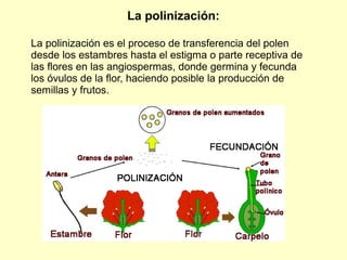 La polinización:
La polinización es el proceso de transferencia del polen
desde los estambres hasta el estigma o parte receptiva de
las flores en las angiospermas, donde germina y fecunda
los óvulos de la flor, haciendo posible la producción de
semillas y frutos.
 