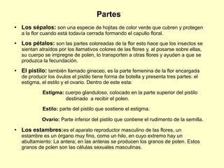 Partes
● Los sépalos: son una especie de hojitas de color verde que cubren y protegen
a la flor cuando está todavía cerrada formando el capullo floral.
● Los pétalos: son las partes coloreadas de la flor esto hace que los insectos se
sientan atraídos por los llamativos colores de las flores y, al posarse sobre ellas,
su cuerpo se impregne de polen, lo transporten a otras flores y ayuden a que se
produzca la fecundación.
● El pistilo: también llamado gineceo, es la parte femenina de la flor encargada
de producir los óvulos el pistilo tiene forma de botella y presenta tres partes: el
estigma, el estilo y el ovario. Dentro de este esta:
Estigma: cuerpo glanduloso, colocado en la parte superior del pistilo
destinado a recibir el polen.
Estilo: parte del pistilo que sostiene el estigma.
Ovario: Parte inferior del pistilo que contiene el rudimento de la semilla.
● Los estambres:es el aparato reproductor masculino de las flores, un
estambre es un órgano muy fino, como un hilo, en cuyo extremo hay un
abultamiento: La antera; en las anteras se producen los granos de polen. Estos
granos de polen son las células sexuales masculinas.
 