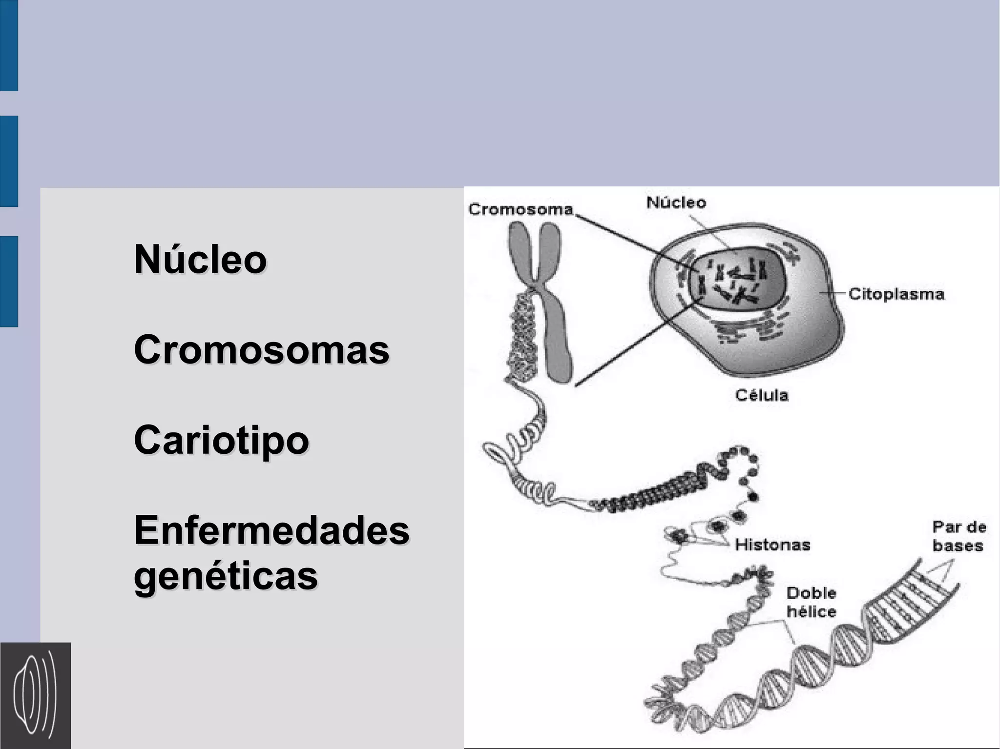 Núcleo
Cromosomas
Cariotipo
Enfermedades
genéticas