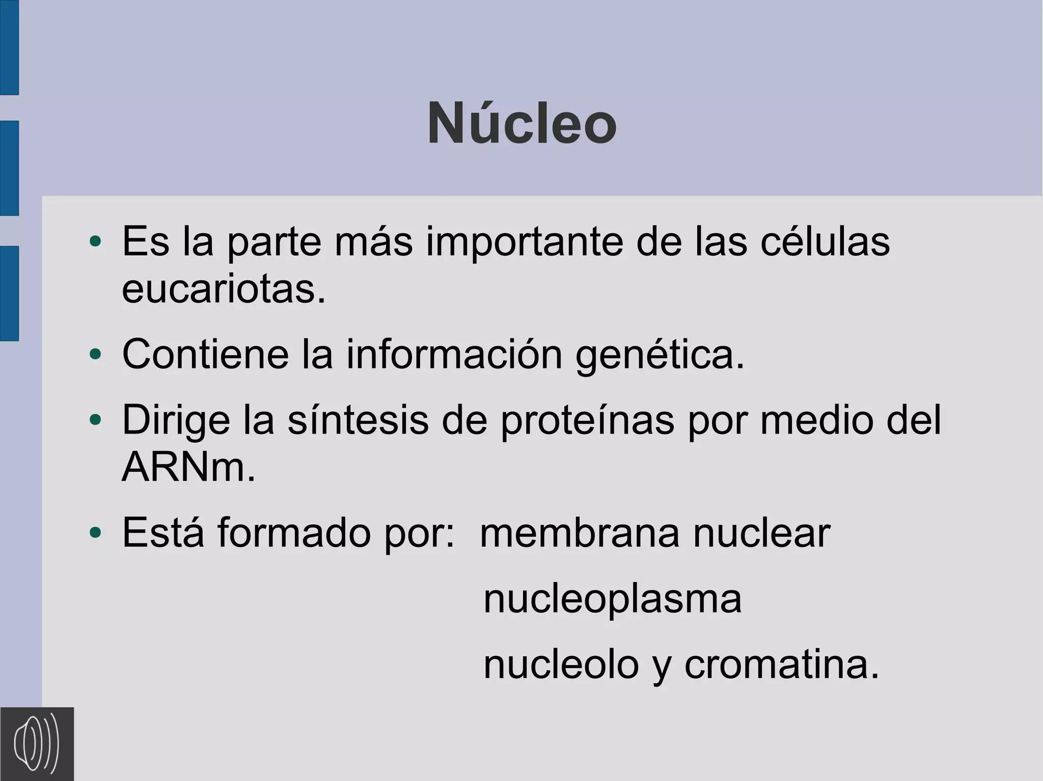 Núcleo
●
●
●
●
Es la parte más importante de las células
eucariotas.
Contiene la información genética.
Dirige la síntesis de proteínas por medio del
ARNm.
Está formado por: membrana nuclear
nucleoplasma
nucleolo y cromatina.