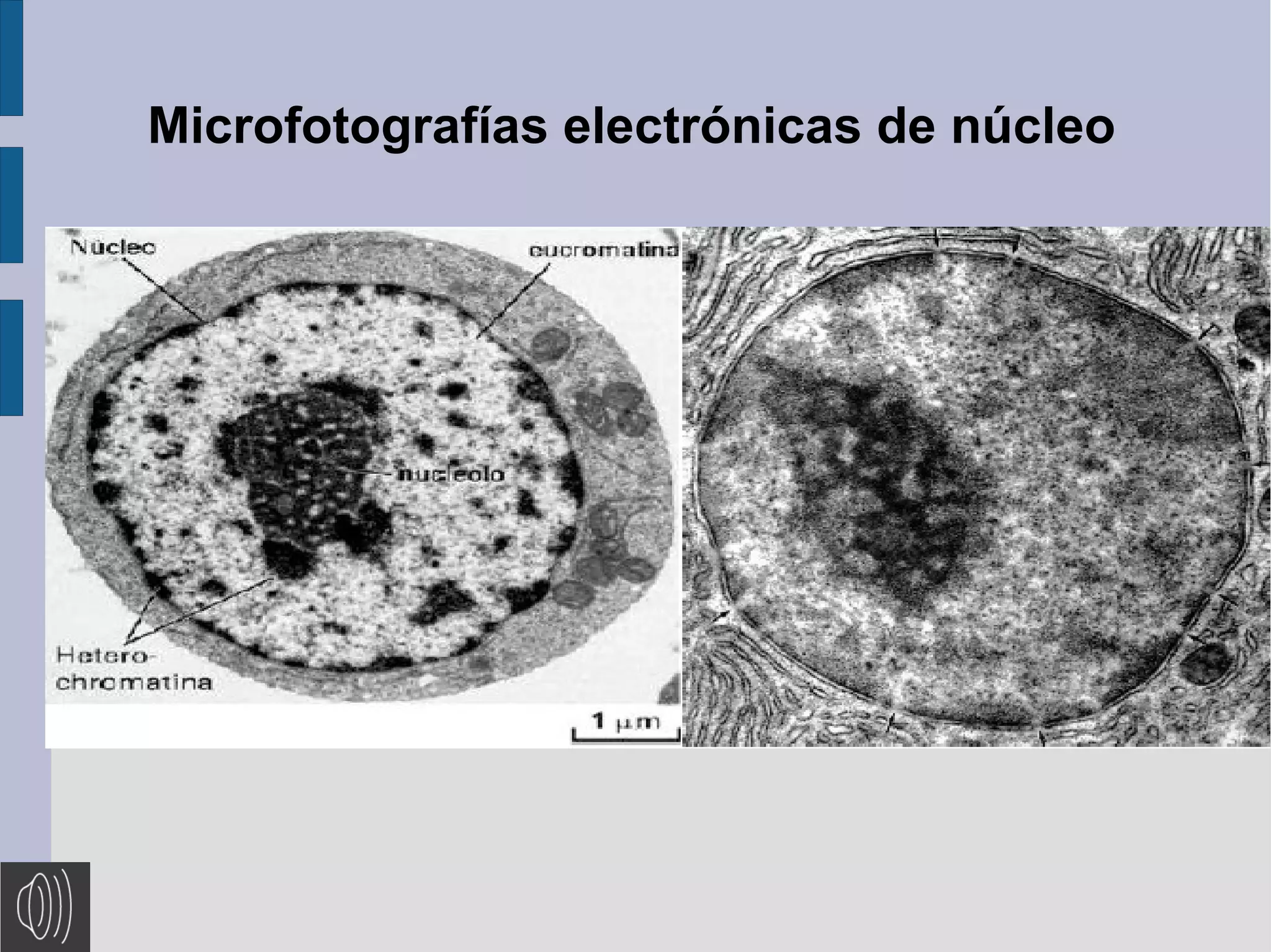 Microfotografías electrónicas de núcleo