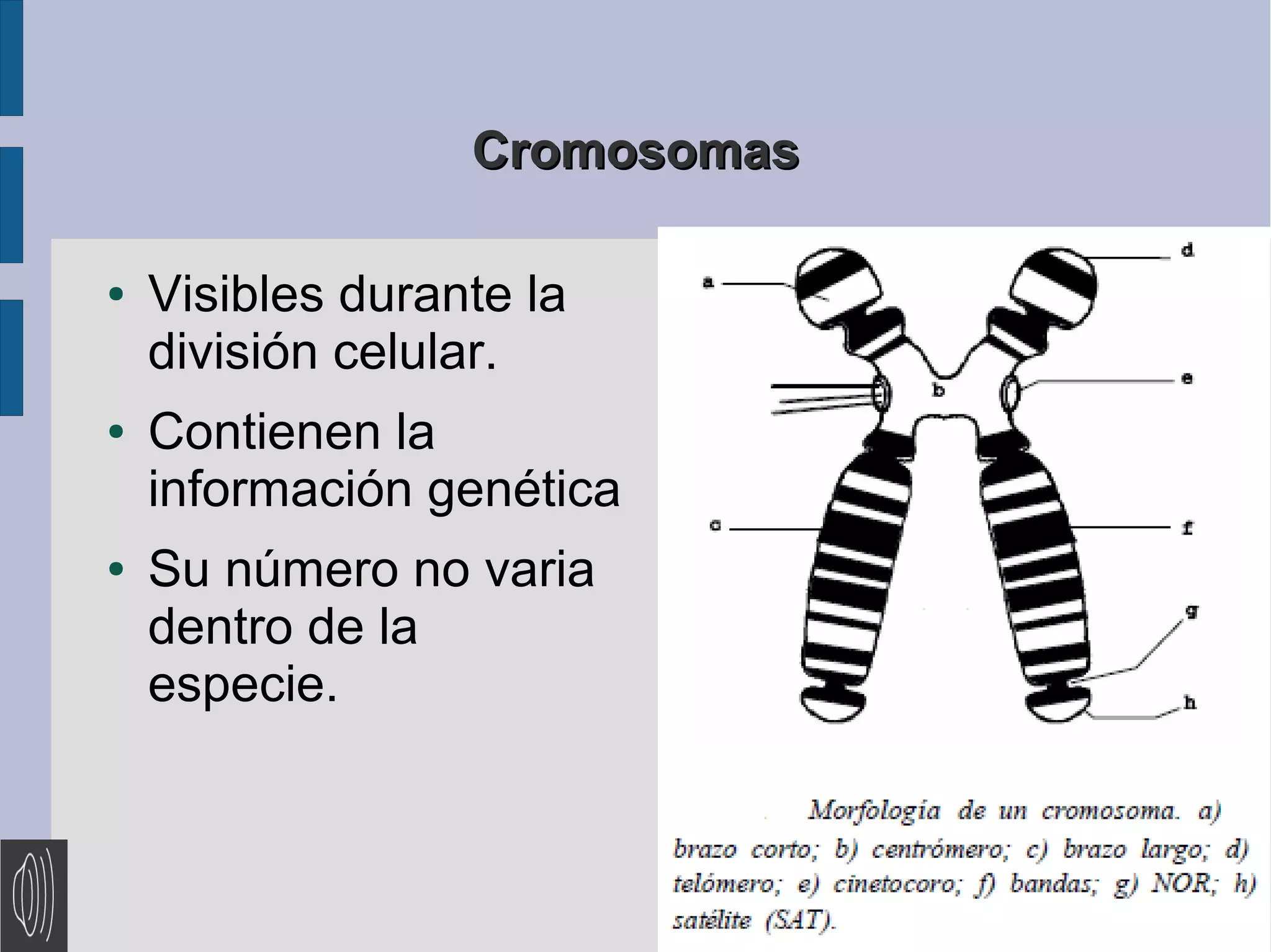 Cromosomas
●
●
●
Visibles durante la
división celular.
Contienen la
información genética
Su número no varia
dentro de la
especie.