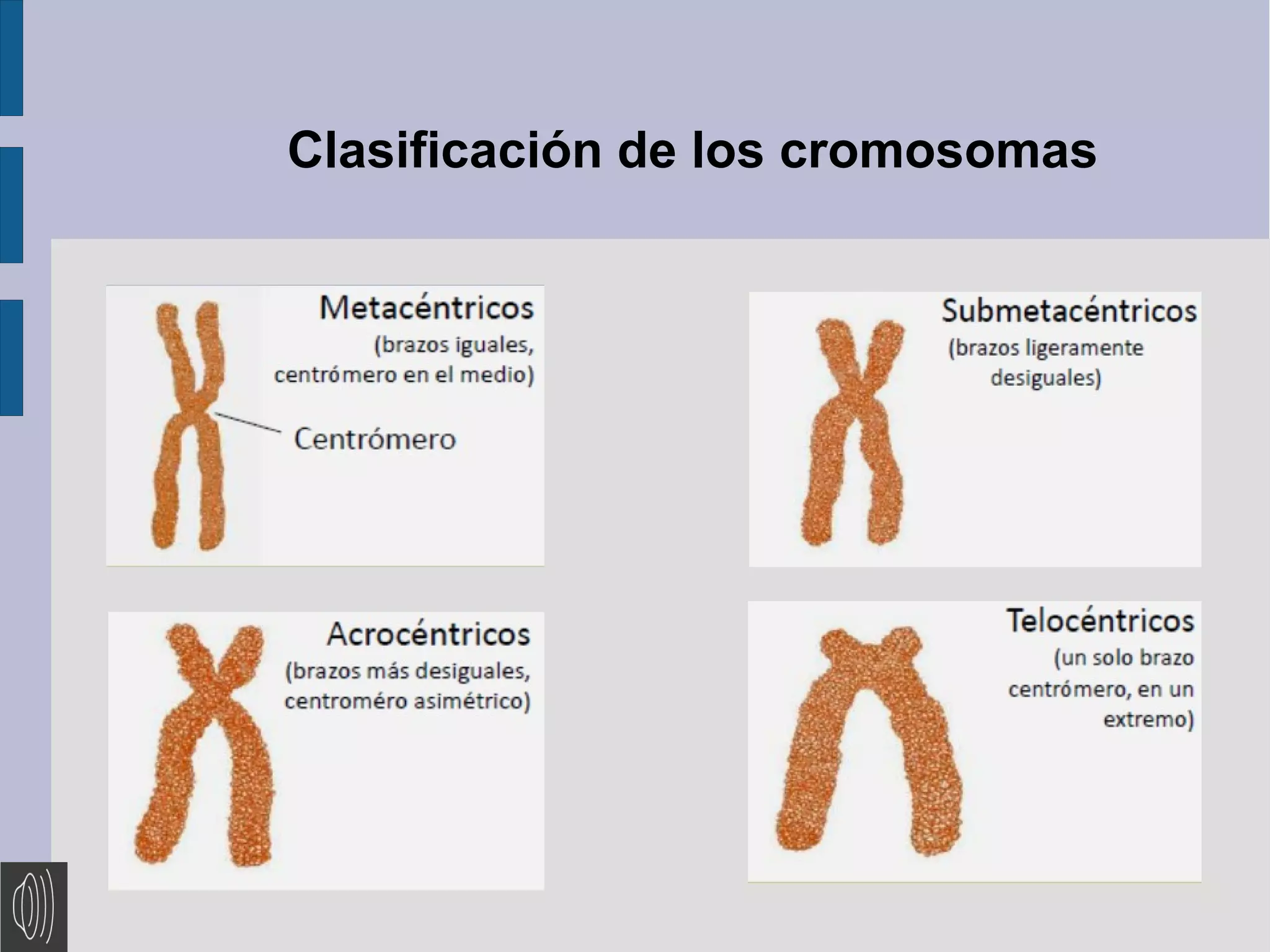 Clasificación de los cromosomas