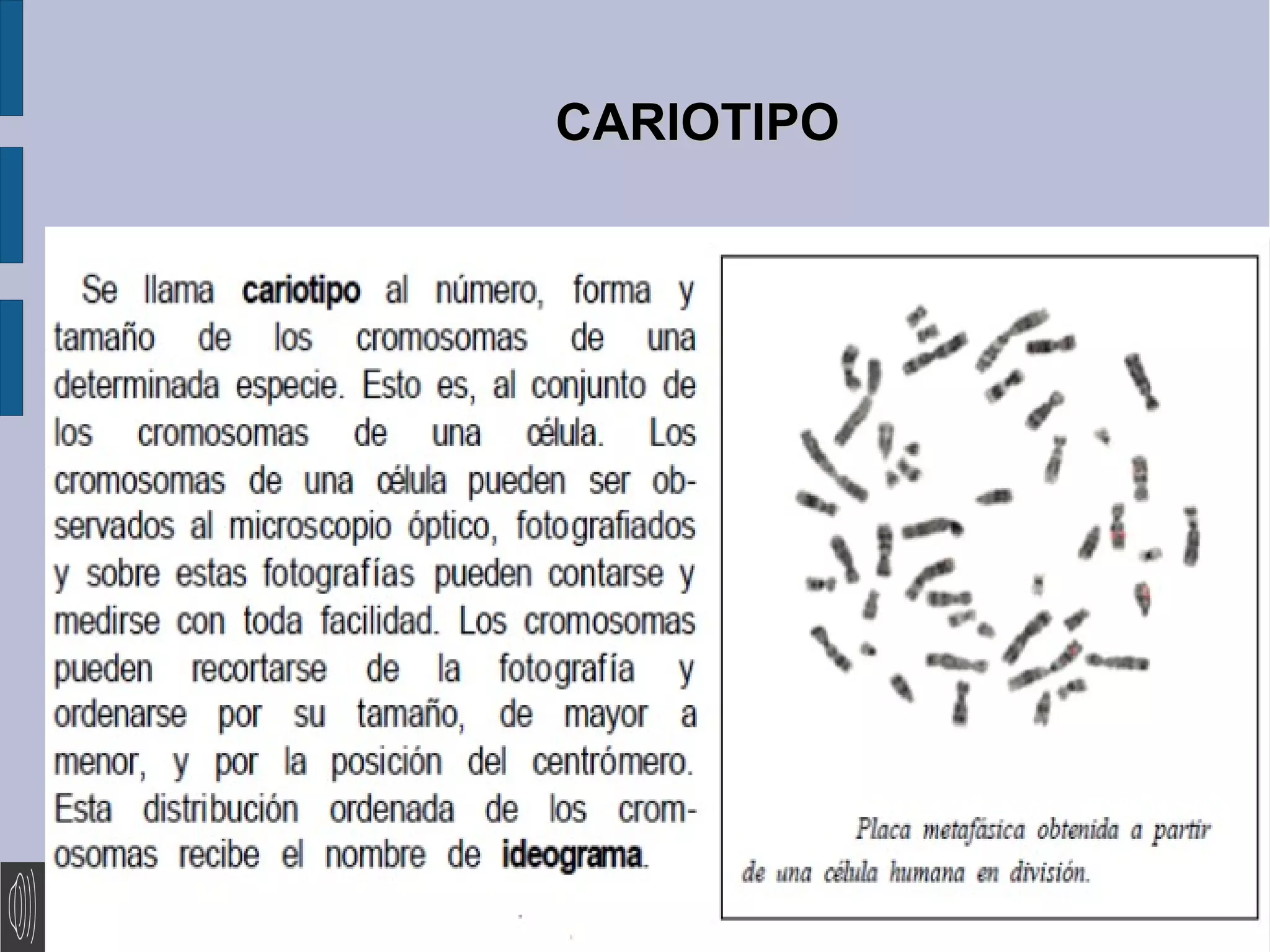 CARIOTIPO