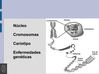 Núcleo
Cromosomas
Cariotipo
Enfermedades
genéticas

 