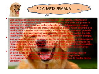 2.4 CUARTA SEMANA
• Una vez que los cachorros coman croquetas remojadas, entonces se
deberán ir distanciado de la madre poco a poco, con el fin de que no la
lastimen al tratar de tomar leche, además de ir obligándolos a comer
cada vez más cantidades de croquetas, esto se puede hacer dejando a la
madre toda la noche con la camada, sacándola en las mañanas, ponerla
unas dos horas a medio día y nuevamente dejarla por la noche. En esta
instancia es importantísimo dejar agua fresca disponible todo el tiempo.
• Una vez que los cachorros puedan comer solo croquetas, se debe separar
a la madre para que no la vayan a lastimar, además en esta semana los
dientes deben haber salido por completo así que se pondrán disponibles
croquetas húmedas así como croquetas secas, para que los cachorros
empiecen comerlas.
• En este punto se debe comenzar con la medicina preventiva que en
números anteriores tocamos el tema, iniciando con la primera
desparasitación al momento de separar por completo a la madre de los
cachorros.
 