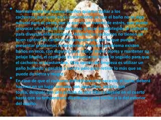 • Normalmente los nuevos dueños quieren bañar a los
cachorros, pero esto no es conveniente ya que el baño no es algo
natural para el perro, por lo que es un evento de estrés, que puede
provocar una baja de las defensas y dejar desprotegido al cachorro
para diversas enfermedades. Además los cachorros no tienen un
buen control de cambios de temperatura, por lo que pueden
presentar problemas respiratorios. Para este problema existen
baños en seco, con espuma para retirar malos olores y mantener su
pelaje limpio, el cepillado es conveniente hacer lo seguido para que
el cachorro se acostumbre. Otra opción de limpieza es utilizar un
paño húmedo y pasarlo a contra pelo para retirar lo más que se
puede de tierra y mugre.
• En caso de que el cachorro definitivamente necesite el baño, deberá
hacerse en un lugar cerrado, con agua tibia, secarlo con
toalla, después con una pistola de aire tibio y dejarlo en el cuarto
hasta que su temperatura disminuya y sea similar a la del exterior
del cuarto.
 