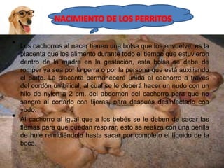 NACIMIENTO DE LOS PERRITOS
• Los cachorros al nacer tienen una bolsa que los envuelve, es la
placenta que los alimentó durante todo el tiempo que estuvieron
dentro de la madre en la gestación, esta bolsa se debe de
romper ya sea por la perra o por la persona que está auxiliando
el parto. La placenta permanecerá unida al cachorro a través
del cordón umbilical, al cual se le deberá hacer un nudo con un
hilo de nylon a 2 cm. del abdomen del cachorro para que no
sangre al cortarlo con tijeras, para después desinfectarlo con
yodo.
• Al cachorro al igual que a los bebés se le deben de sacar las
flemas para que puedan respirar, esto se realiza con una perilla
de hule remidiéndolo hasta sacar por completo el líquido de la
boca.
 