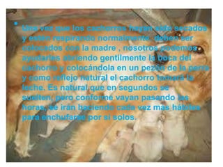 • Una vez que los cachorros hayan sido secados
y estén respirando normalmente, deben ser
colocados con la madre , nosotros podemos
ayudarles abriendo gentilmente la boca del
cachorro y colocándola en un pezón de la perra
y como reflejo natural el cachorro tomará la
leche. Es natural que en segundos se
suelten, pero conforme vayan pasando las
horas, se irán haciendo cada vez más hábiles
para enchufarse por sí solos.
 