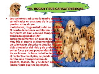 EL HOGAR Y SUS CARACTERISTICAS
• Los cachorros así como la madre deberán
ser ubicados en una zona de la casa donde
puedan estar sin ser
molestados, resguardados del sol y la lluvia.
El cuarto debe tener ventilación, sin
corrientes de aire, con una temperatura
templada agradable (20°
aproximadamente). En caso de que sea
muy frío el cuarto es recomendable poner
un calentador eléctrico o botellas de agua
tibia alrededor del nido y de preferencia
evitar focos ya que pueden deshidratar a
los cachorros. La base del nido debe evitar
el contacto con el piso, se puede utilizar
cartón, una transportadora de
plástico, toallas, etc. y se deben cambiar o
limpiar cada que sea necesario.
 