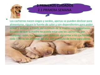 2 PRIMEROS CUIDADOS
2.1 PRIMERA SEMANA
• Los cachorros nacen ciegos y sordos, apenas se pueden deslizar para
alimentarse, siguen la fuente de calor y son dependientes para poder
orinar y defecar, a través del estímulo de la madre con lengüetazos.
En caso de que la madre no pueda estar con los cachorros, por
cualquier razón, los propietarios deberán alimentar a los cachorros
cada 3 horas las 24 horas del día, con sustituto de leche para perro.
 