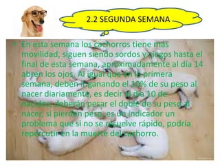 2.2 SEGUNDA SEMANA
• En esta semana los cachorros tiene más
movilidad, siguen siendo sordos y ciegos hasta el
final de esta semana, aproximadamente al día 14
abren los ojos. Al igual que en la primera
semana, deben ir ganando el 10% de su peso al
nacer diariamente, es decir al día 10 de
nacidos, deberán pesar el doble de su peso al
nacer, si pierden peso, es un indicador un
problema que si no se resuelve rápido, podría
repercutir en la muerte del cachorro.
 