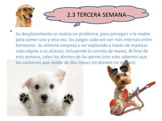 2.3 TERCERA SEMANA
• Su desplazamiento se realiza sin problema, para perseguir a la madre
para comer una y otra vez, los juegos cada vez son más intensos entre
hermanos. Su entorno empieza a ser explorado a través de masticar
cada objeto a su alcance, incluyendo la comida de mamá. Al final de
esta semana, salen los dientes de los perros (con esto sabemos que
los cachorros que vende de dos meses sin dientes no existen).
 