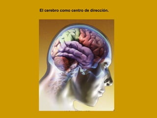 El cerebro como centro de dirección. 