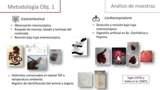 Análisis de muestras
o Helmintos conservados en etanol 70º a
temperatura ambiente.
Registro de identificación del animal y órgano.
• Observación macroscópica.
• Raspado de mucosa, lavado y tamizaje del
contenido.
• Revisión bajo lupa estereoscópica.
Gastrointestinal
• Disección y revisión bajo lupa
estereoscópica.
• Digestión artificial en Ac. Clorhídrico y
Pepsina.
Cardiorespiratorio
Metodología Obj. 1
Tagle (1970) y
Vallée et al. (2007)
 