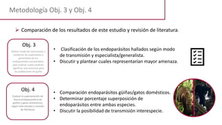 Metodología Obj. 3 y Obj. 4
 Comparación de los resultados de este estudio y revisión de literatura.
• Clasificación de los endoparásitos hallados según modo
de transmisión y especialista/generalista.
• Discutir y plantear cuales representarían mayor amenaza.
• Comparación endoparásitos güiñas/gatos domésticos.
• Determinar porcentaje superposición de
endoparásitos entre ambas especies.
• Discutir la posibilidad de transmisión interespecie.
Obj. 3
Definir modo de transmisión y
condición de especialista o
generalista de los
endoparásitos encontrados,
para evaluar cuales podrían
significar una amenaza para
las poblaciones de guiña
.
Obj. 4
Evaluar la superposición de
fauna endoparasitaria de
güiñas y gatos domésticos,
según este estudio y revisión
de literatura.
 