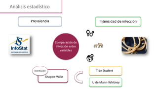 Análisis estadístico
Intensidad de infección
Prevalencia
Comparación de
infección entre
variables
Shapiro-Wilks
Distribución T de Student
U de Mann-Whitney
 