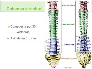 Columna vertebral
Compuesta por 33
vértebras
Dividida en 5 zonas