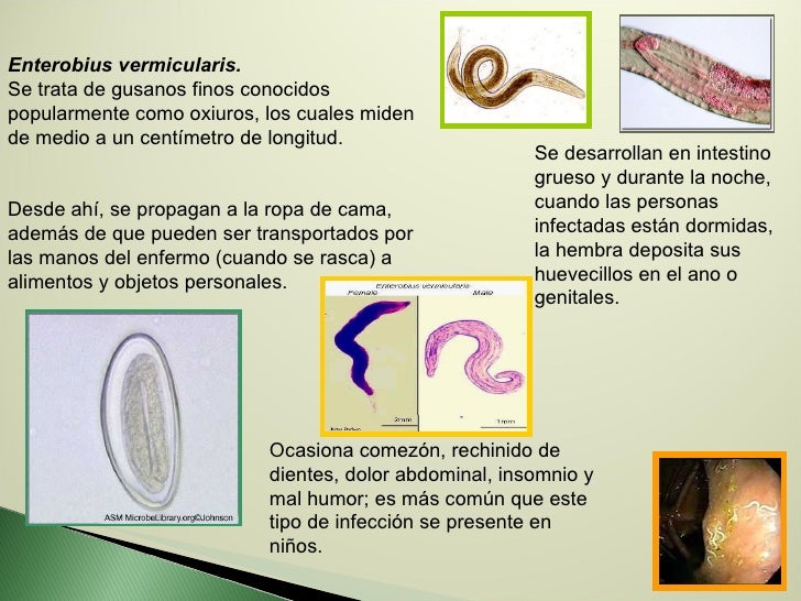 Los parásitos que salen de la abertura anal